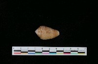 藏品(花冠芋螺)的圖片